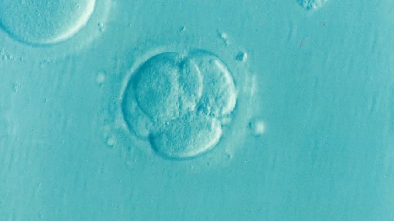 Stages and details of embryonic development