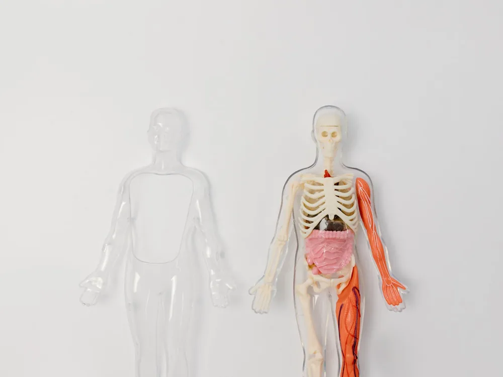 Anatomical model of the bladder used to explain the urodynamic study
