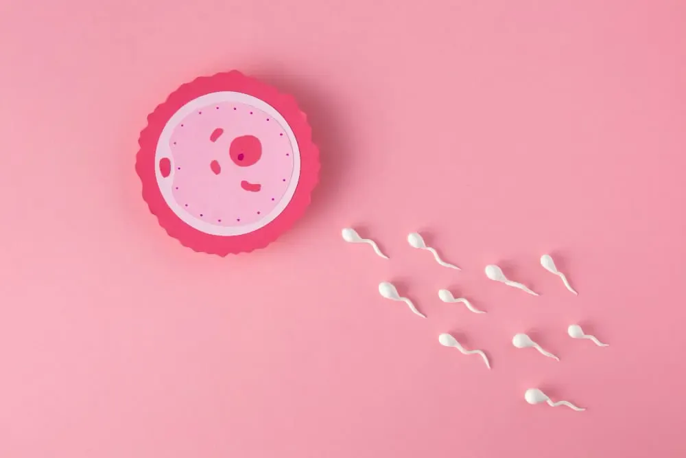 ¿Qué son los días fértiles? Aprende a identificar tu ventana de fertilidad