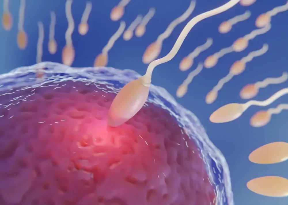 Fertilización in vitro (FIV): qué es, cómo funciona y pasos del tratamiento
